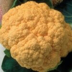 Cauliflower, Cheddar