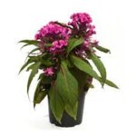 Celosia, Kelos Lunar Pink