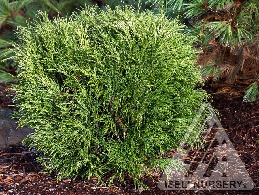 False Cypress, Angel Hair Threadleaf