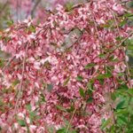 Cherry, Higan Autumnalis