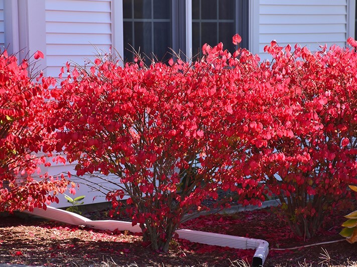 Burning Bush, Chicago Fire