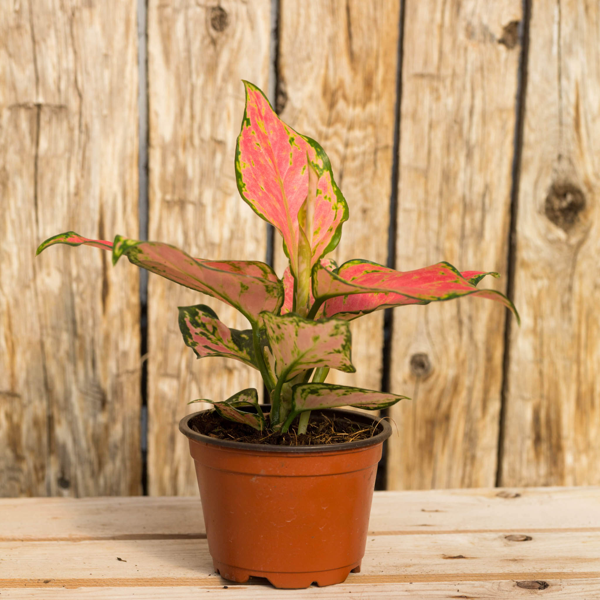 Chinese Evergreen, Cherry