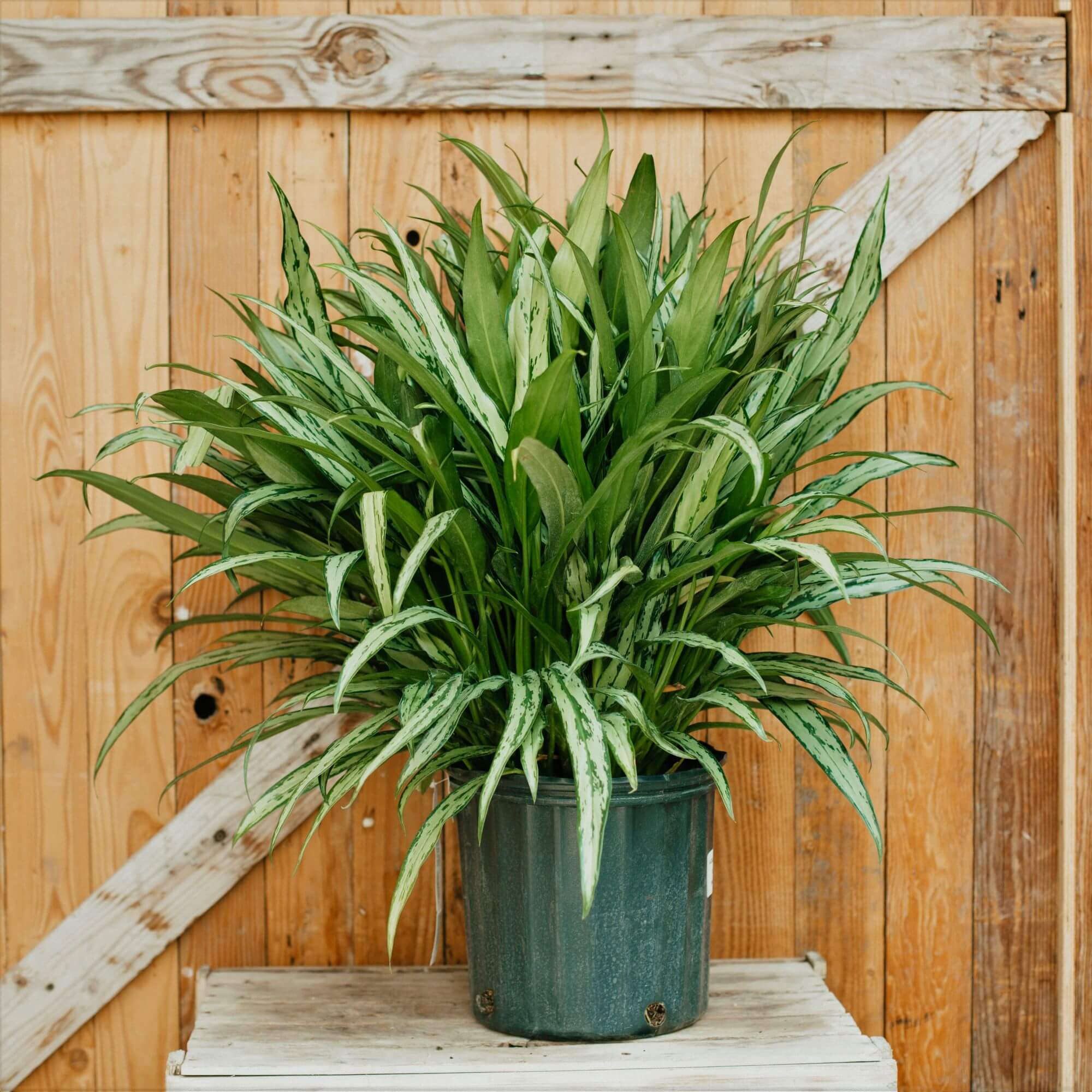 Chinese Evergreen, Cutlass
