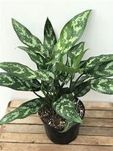 Chinese Evergreen, Maria