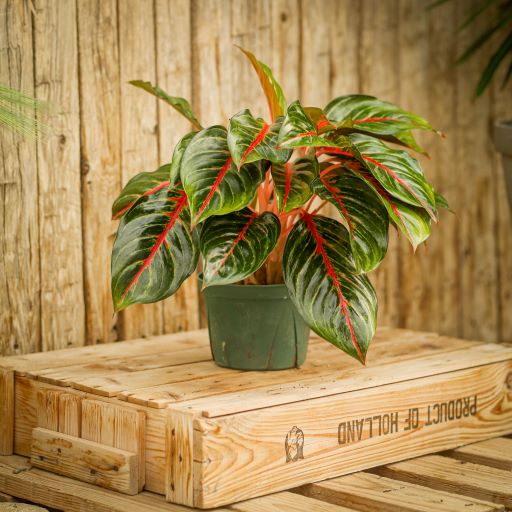Chinese Evergreen, Ruby
