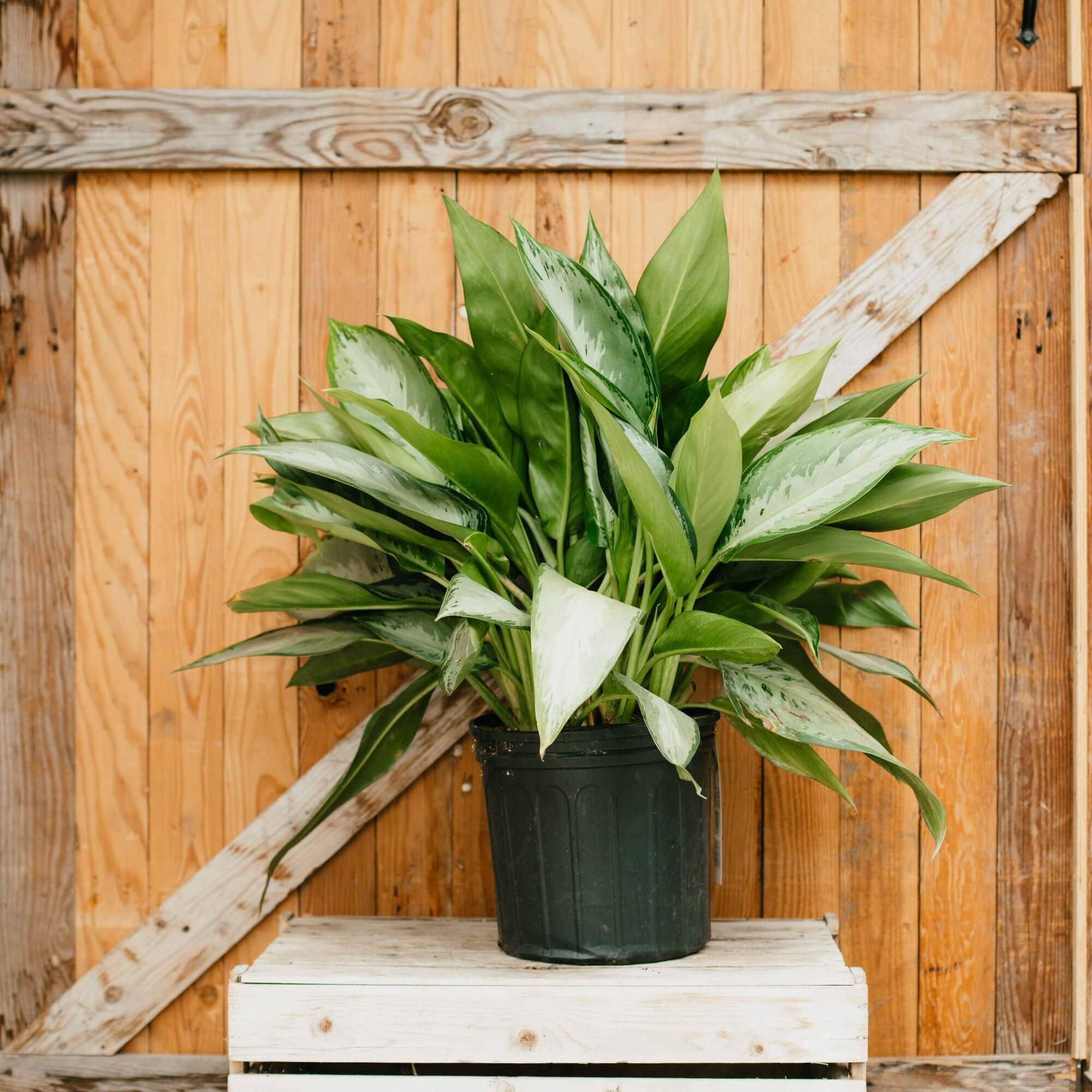 Chinese Evergreen, Silverado