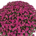 Chrysanthemum, Chelsey Pink