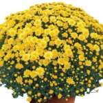 Chrysanthemum, Chelsey Yellow