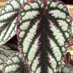 Cissus Discolor, "Rex Begonia Vine"