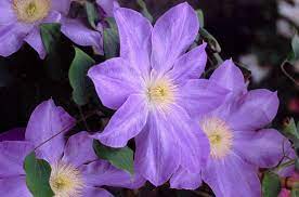 Clematis, Diana’s Delight