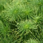 Grass, Cyperus Cleopatra