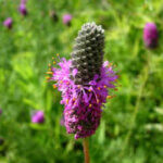 Clover, Leafy Prairie