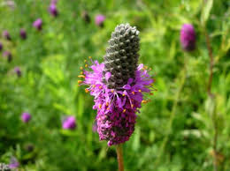 Clover, Leafy Prairie