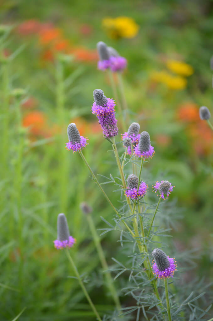 Clover, Purple Prairie