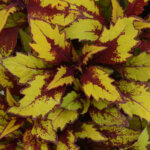 Coleus, Sunlover Flame Thrower Spiced Curry