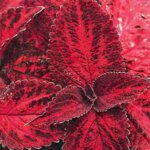 Coleus, Colorblaze Kingswood Torch