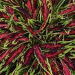 Coleus, Sunlover Spitfire