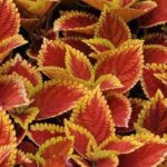 Coleus, Sunlover Trusty Rusty