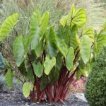 Colocasia, Hawaiian Punch