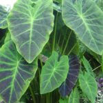 Colocasia, Illustris