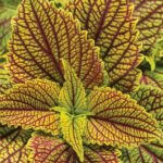 Coleus, ColorBlaze Golden Dreams