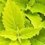 Coleus, ColorBlaze Lime Time