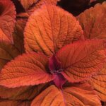 Coleus, ColorBlaze Sedona Sunset