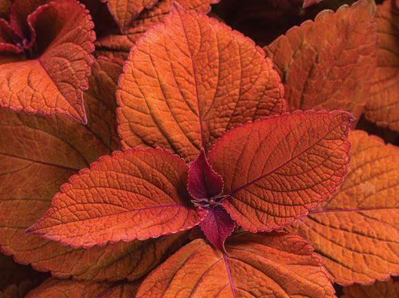 Coleus, ColorBlaze Sedona Sunset
