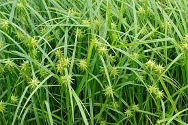 Common Bur Sedge