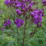 Ironweed, Common