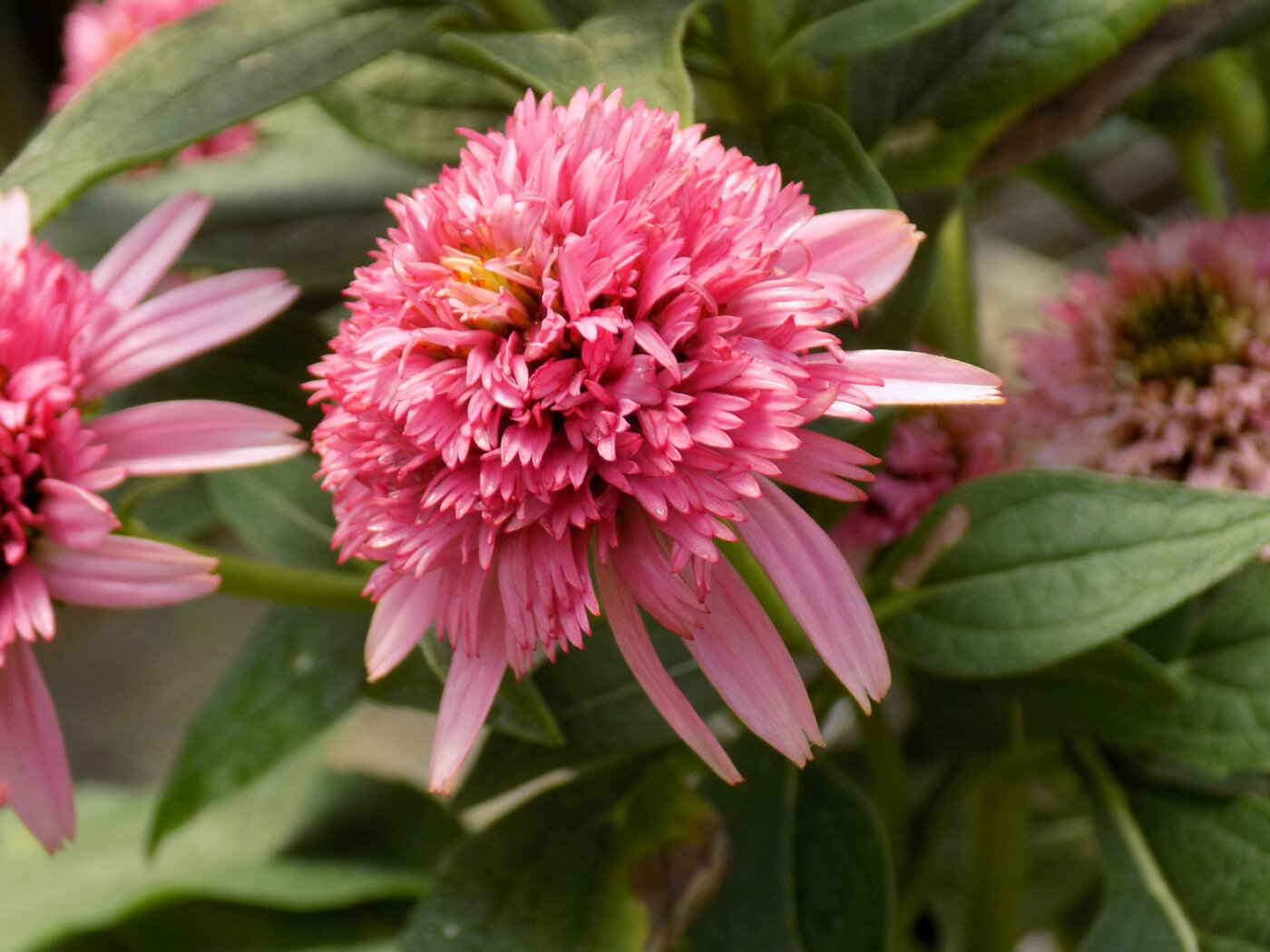 Coneflower, Butterfly Kisses Campbell's Nursery