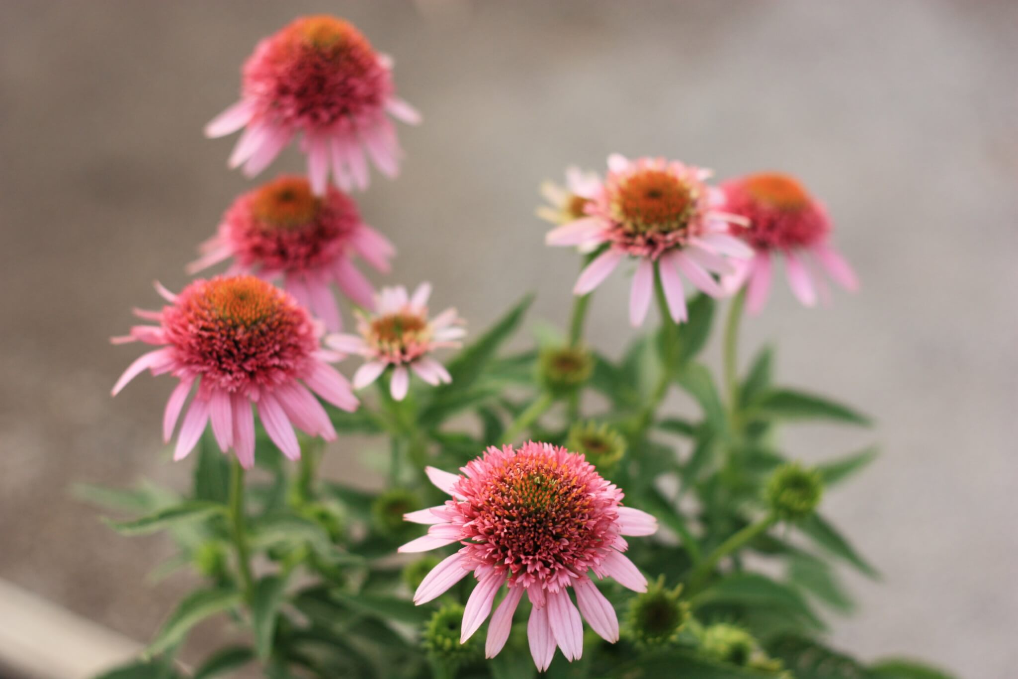Coneflower, Butterfly Kisses