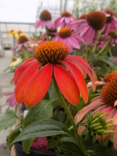 Coneflower, Julia