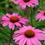 Coneflower, Rubinstern Ruby Star