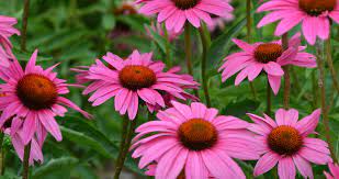 Coneflower, Rubinstern Ruby Star