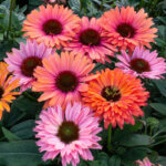 Coneflower, Sunseekers Rainbow