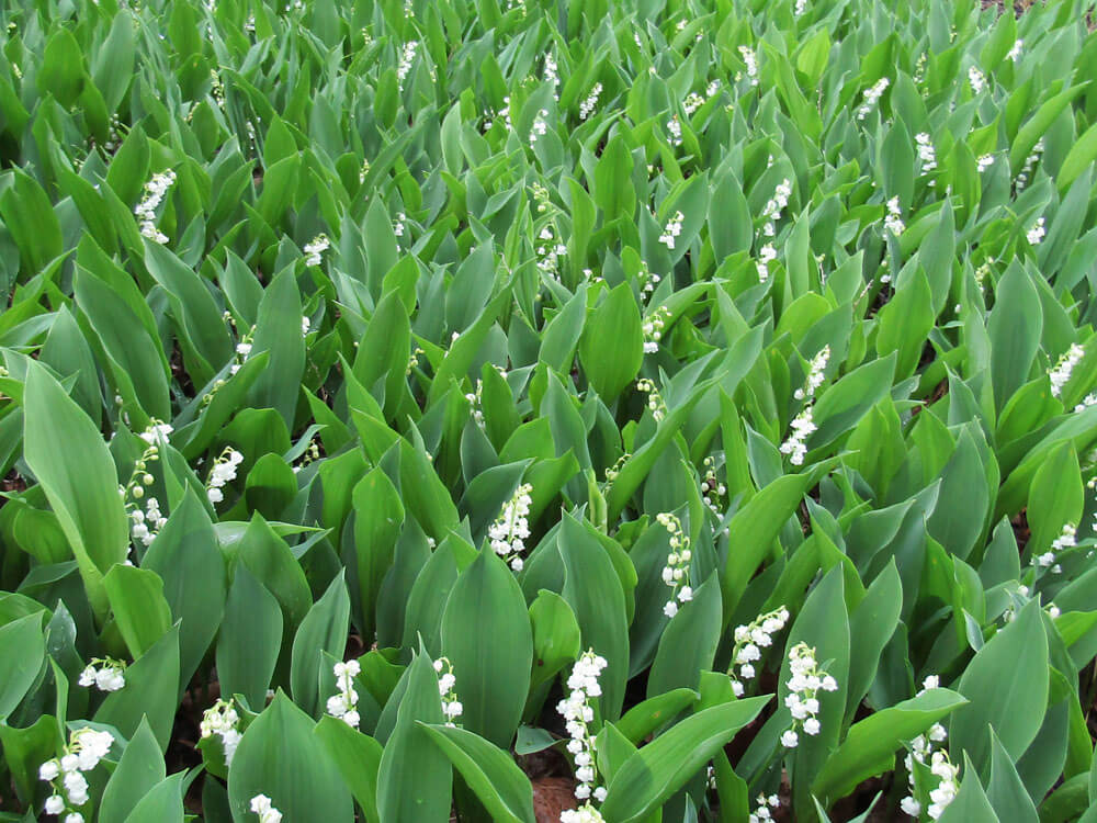 Lily of the Valley