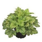 Coralbells, Heureka Lord Lime