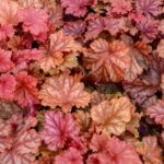 Coral Bells, Primo Peachberry Ice