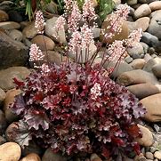 Coralbells, Ruby Tuesday