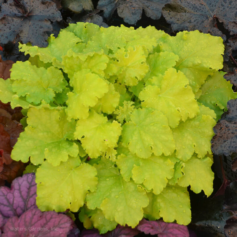 Coralbells, Twist of Lime