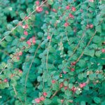 Coralberry, Hancock