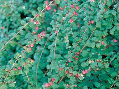 Coralberry, Hancock
