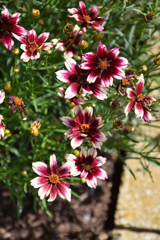 Coreopsis, Red Chiffon