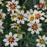 Coreopsis, Starlight