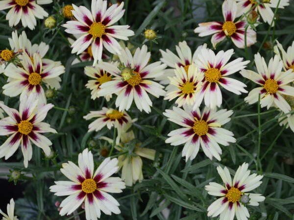 Coreopsis, Starlight