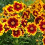 Coreopsis, Uptick Gold and Bronze