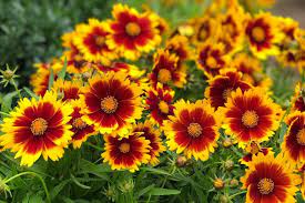 Coreopsis, Uptick Gold and Bronze