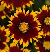 Coreopsis, Uptick Red