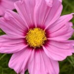 Cosmos, Sonata Pink Blush
